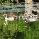 Familie Nilgans