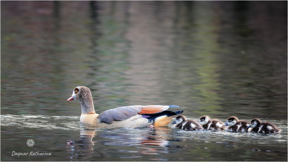 Familie Nilgans