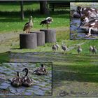 Familie Nilgans - Frühjahr 2009