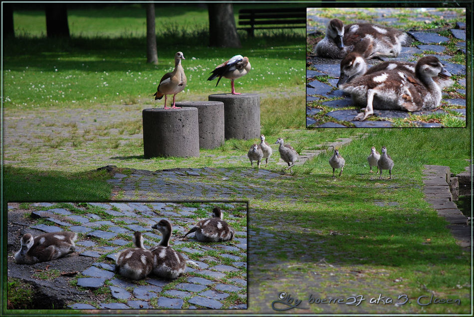 Familie Nilgans - Frühjahr 2009