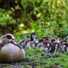 Familie Nilgans ganz nah