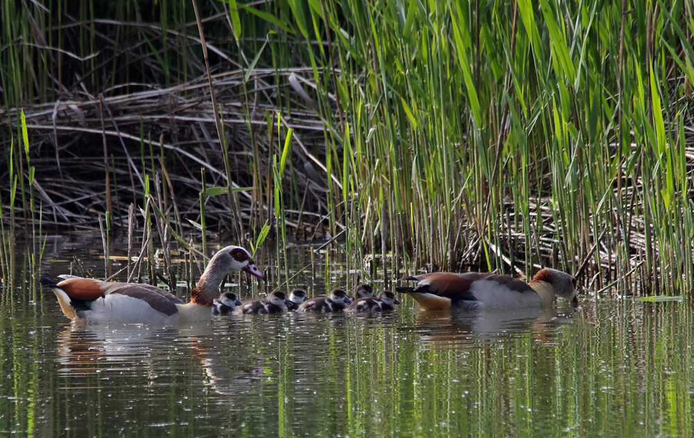 Familie Nilgans im Biotop