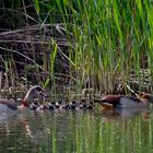 Familie Nilgans im Biotop