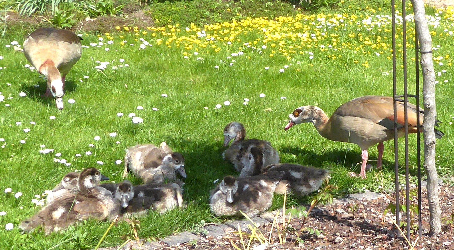 Familie Nilgans im Palmengarten Frankfurt am 04.05.2023