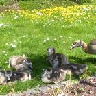 Familie Nilgans im Palmengarten Frankfurt am 04.05.2023