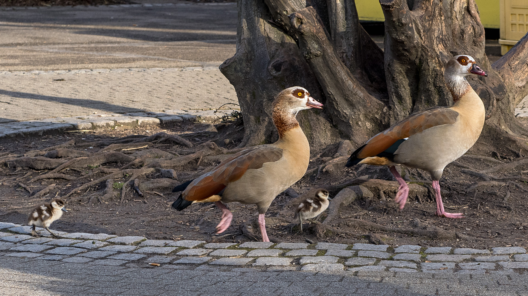 Familie Nilgans ll