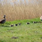 Familie Nilgans mit ihren 9 Federbällchen auf Spaziergang