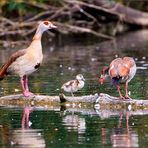 Familie Nilgans: ...und immer schön artig sein!