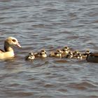 Familie Nilgans....unterwegs