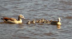 Familie Nilgans....unterwegs