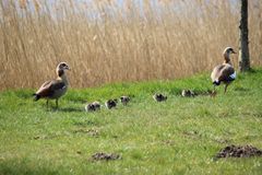 Familie NIlsgans auf Spaziergang am Seeufer