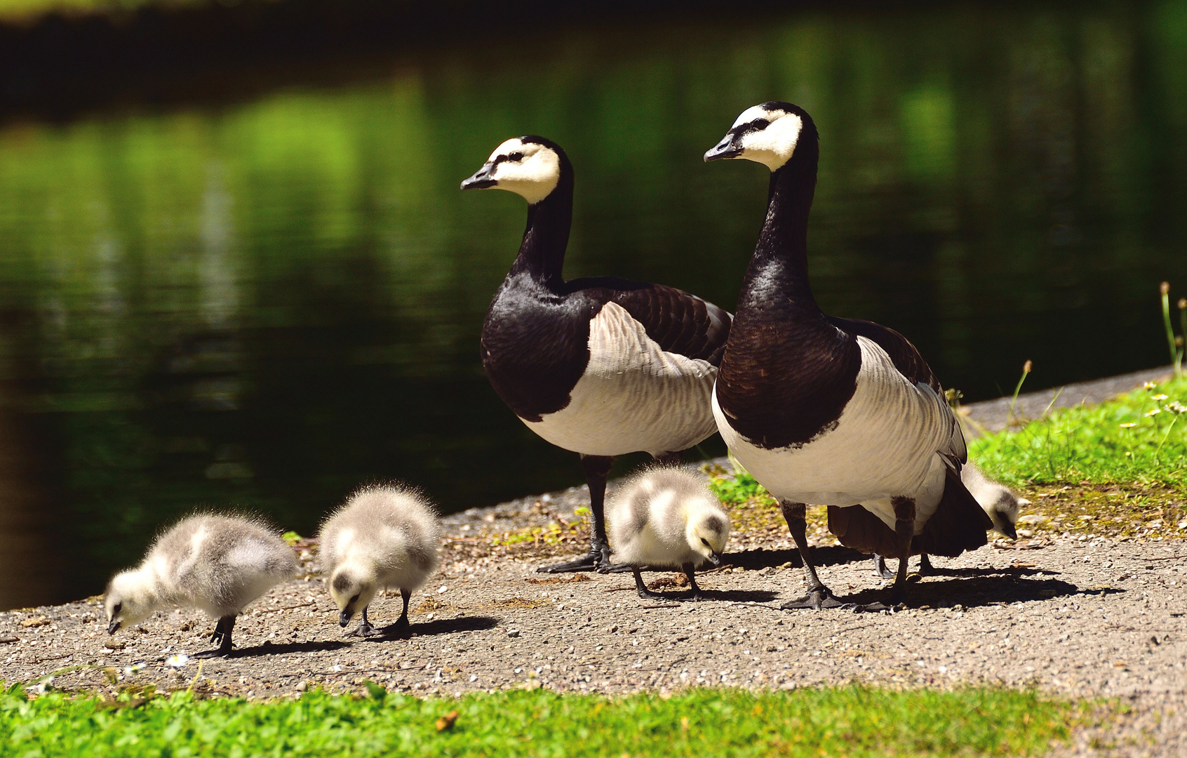 Familie "Nonnengänse"