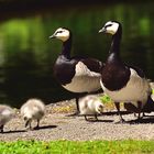 Familie "Nonnengänse"