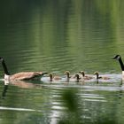 Familie Nonnengans   (@ Wulf Kanadagänse danke)