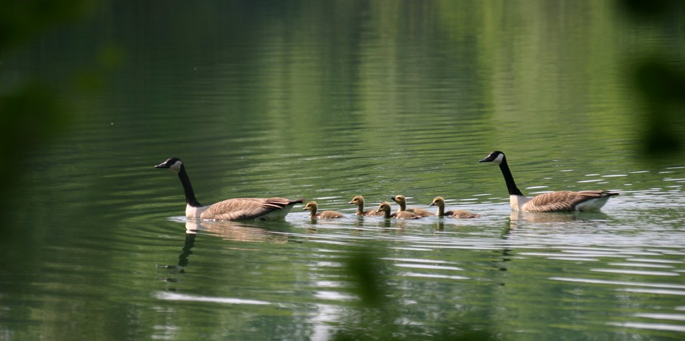 Familie Nonnengans   (@ Wulf Kanadagänse danke)