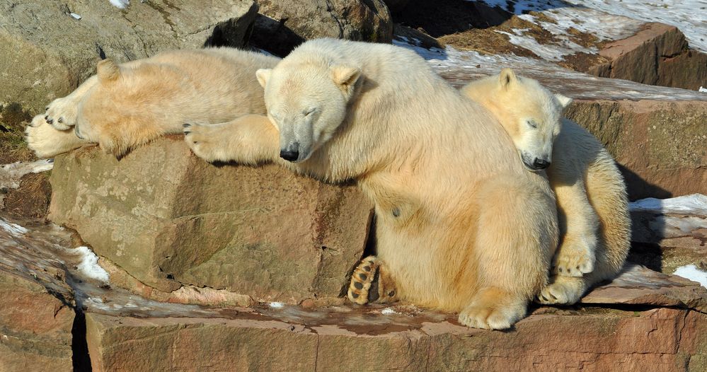 Familie Nürnberger Eisbären beim dösen in der Sonne