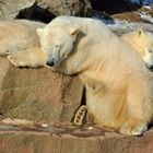 Familie Nürnberger Eisbären beim dösen in der Sonne