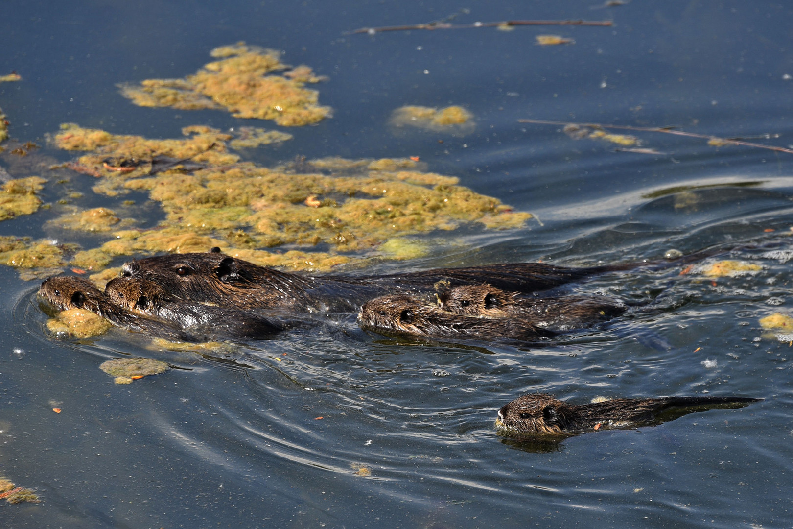 Familie Nutria