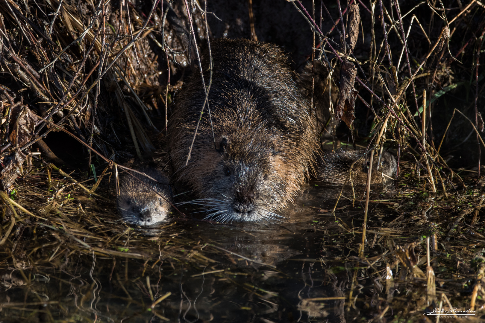 Familie Nutria