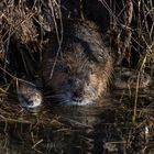 Familie Nutria