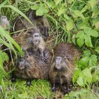 Familie Nutria ...