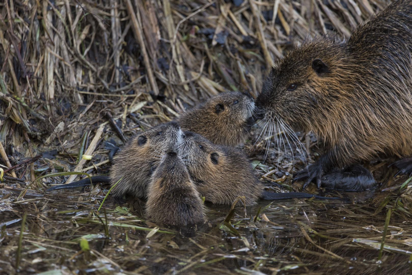 Familie Nutria