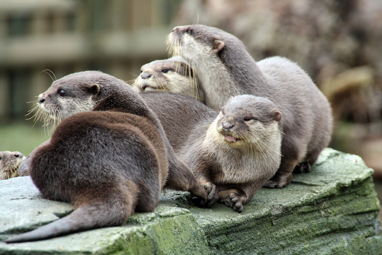 Familie Otter