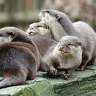 Familie Otter