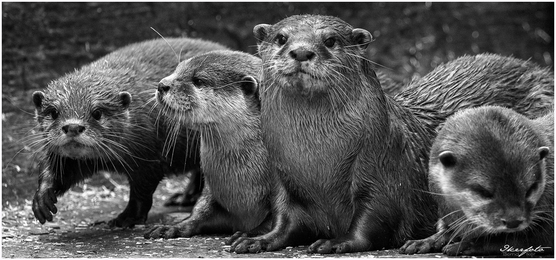 Familie Otter Teil II