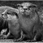 Familie Otter Teil II