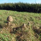 Familie Parasol ist neugierig geworden