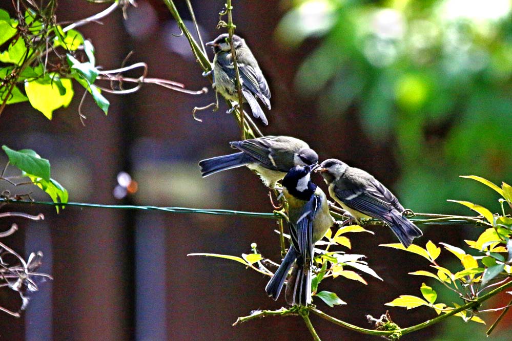 Familie Parus major