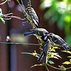 Familie Parus major