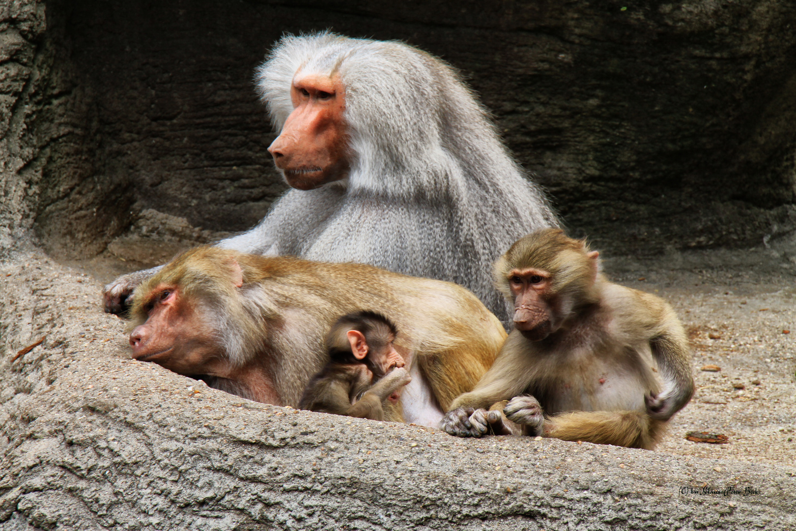 Familie Pavian.