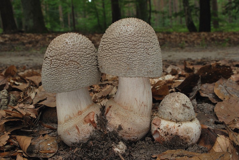 Familie Perlpilz / Amanita rubescens 02.08.