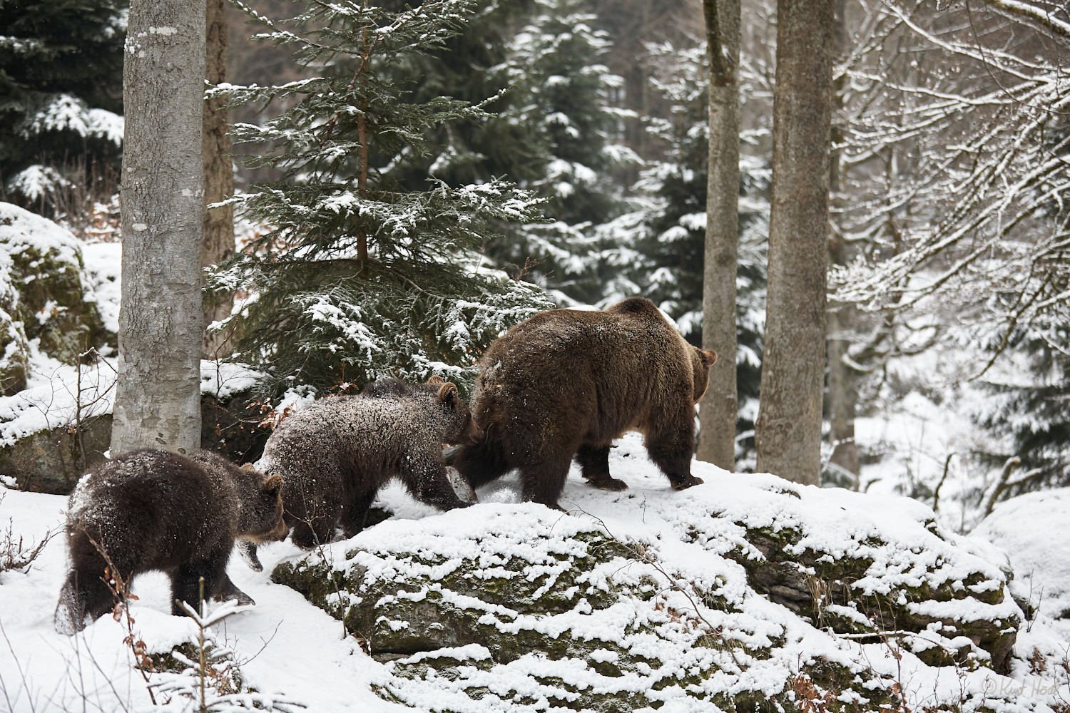 Familie Petz.