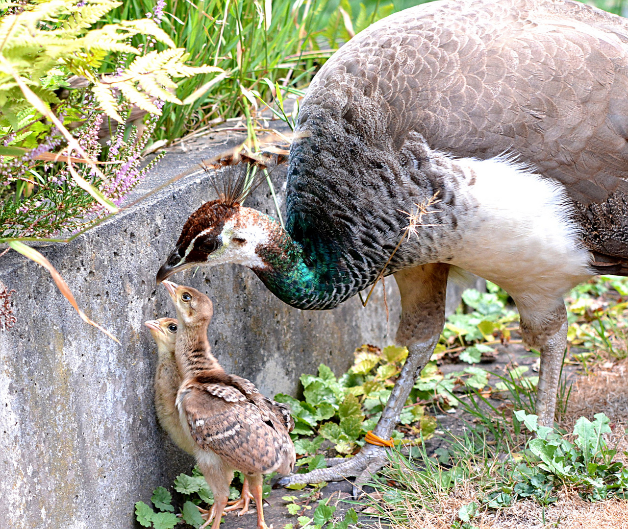 Familie Pfau (1): Da müsst ihr hoch!