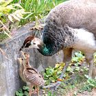 Familie Pfau (1): Da müsst ihr hoch!