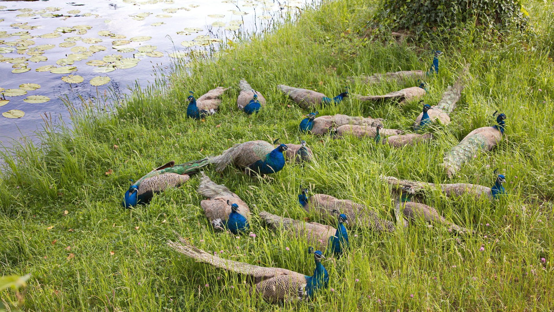 Familie Pfau am Wasser