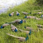 Familie Pfau am Wasser