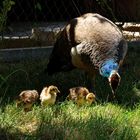 Familie Pfau