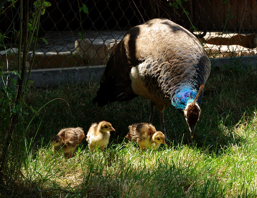 Familie Pfau