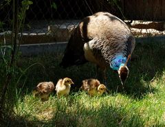 Familie Pfau