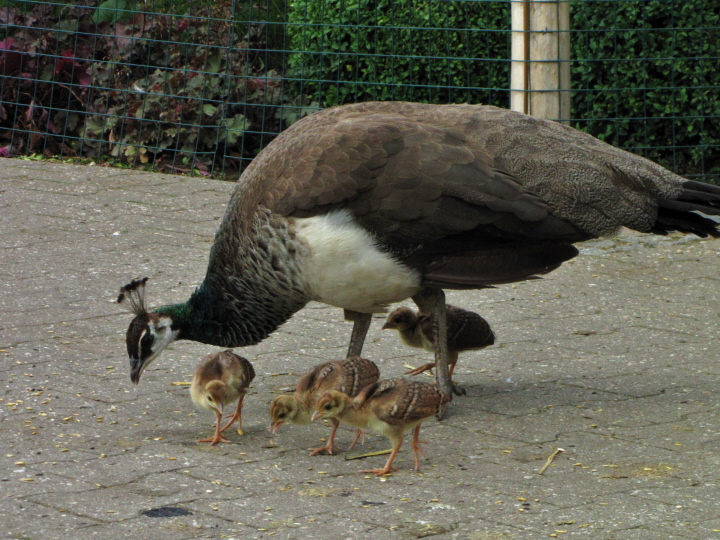 Familie Pfau