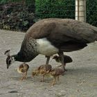 Familie Pfau