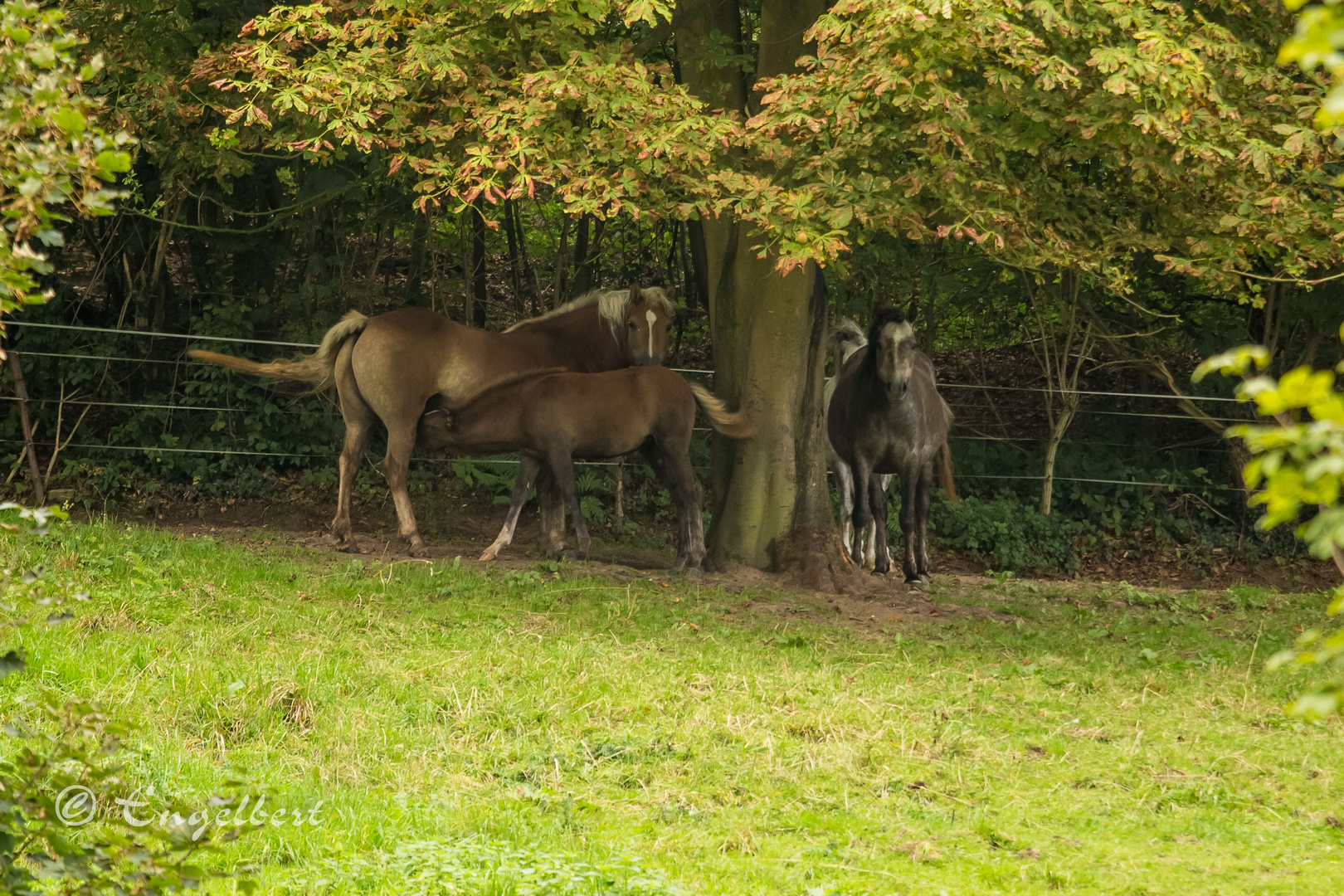 Familie Pferd