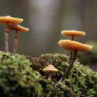 Familie Pilz