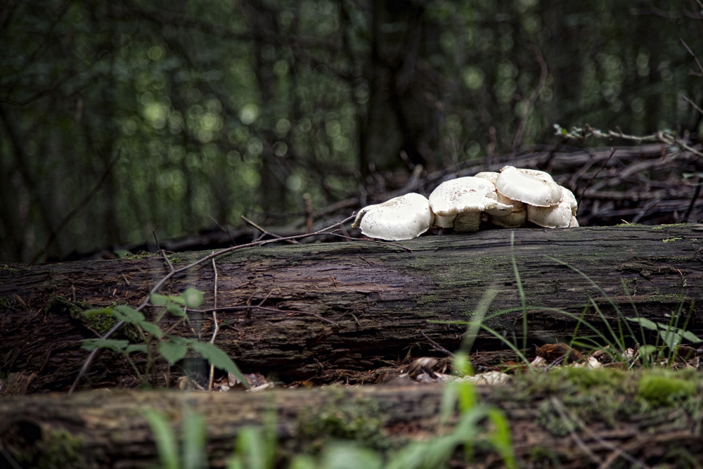 Familie Pilz