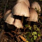 Familie Pilz