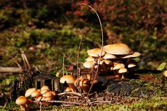 Familie Pilz